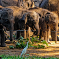 Udawalawe - Elephant Transit Home